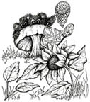 Butterfly Catcher Shy Bear