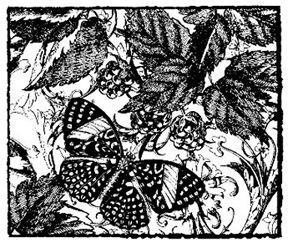 Butterfly and Berries Collage