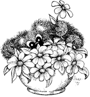 Daisies Shy Bear