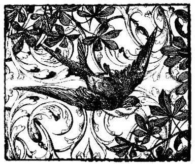 Flying Swallow Collage