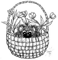 Tulip Shy Bear