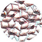 Diamond Drops Coral