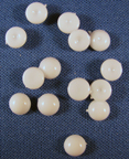 Dew Drops Solid White