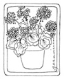 Geraniums