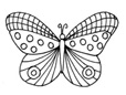 Checkered Butterfly