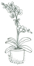 Phalaenopsis