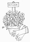 Patio Petunia