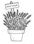 Patio Lavender