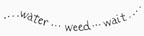 Water Weed Wait