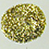 Ranger Stickles - gold
