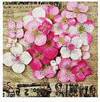 Prima Hydrangea Pink
