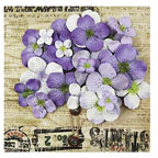 Prima Hydrangea Purples