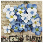 Prima Hydrangea Blue