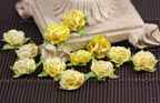 Prima Cameo Roses - Yellow Hues 538682