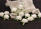 Prima Cameo Roses - White Hues 538705