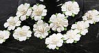Innoscence Collection - Mini Rose in the Middle - White