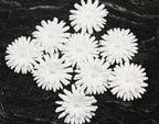 Innoscence Collection - Pearl in the Middle gerber Daisy - White