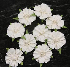 Innoscence Collection - Carnation Style