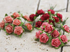 Prima Mini Roses - Coral Hues 535506