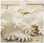 Prima E Line - Daisy Delicacies