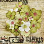 Prima Hydrangea Olive