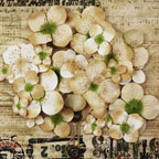 Prima Hydrangea Tan