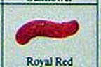 Shimmerz Royal Red